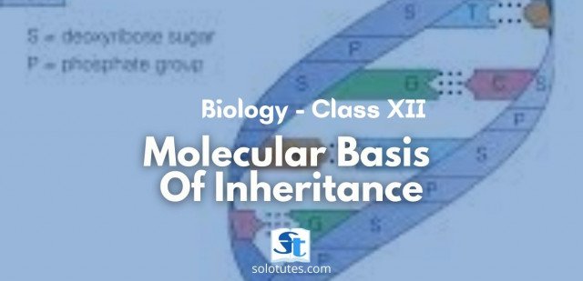 Molecular Basis Of Inheritance