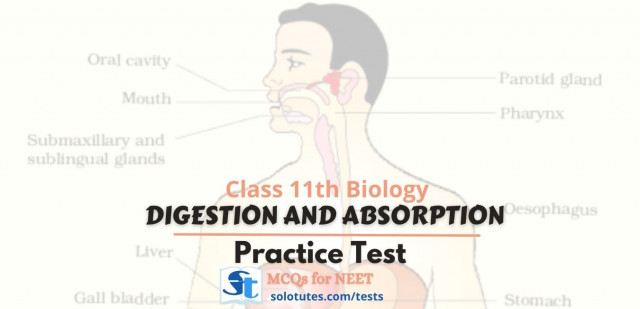 Practice MCQs for NEET :  Digestion and Absorption Class 11th