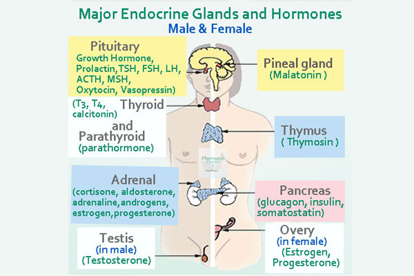 Human Endocrine Glands and Their Hormones