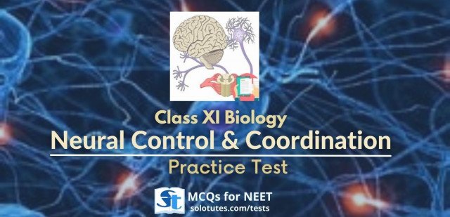Neural control and coordination - Class 11th (Biology) Practice test | NEET MCQs
