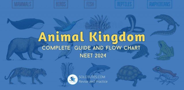 Complete Guide to Animal Kingdom Flowchart NEET 2024 – SoloTutes