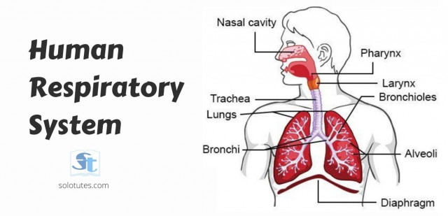 Pharmacognosy Aptitude Test