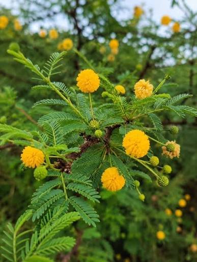 Acacia