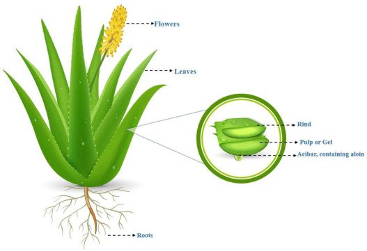 Aloe