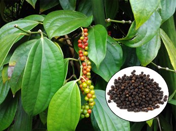 Black Pepper