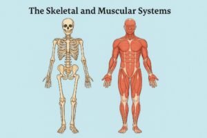 Muscular & Skeletal System, Joints, and Related Disorders – Complete Study Guide