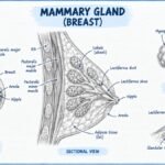 Breast And Mammary Glands — Structure, Morphology and  Functions