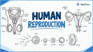 Human Reproduction:  Simplified Biology Notes