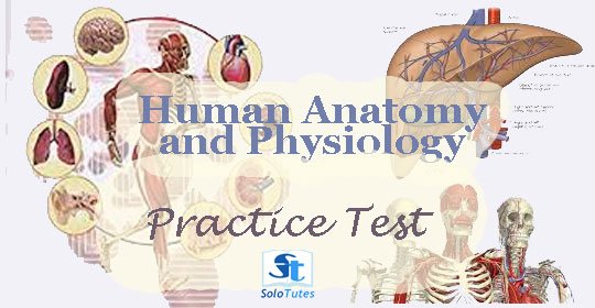 human anatomy and physiology test – SoloTutes