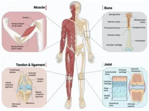 Musculoskeletal System – Important Questions and Answers (LAQs)