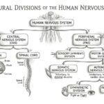 Human Nervous System: Anatomy, Physiology & Exam Notes